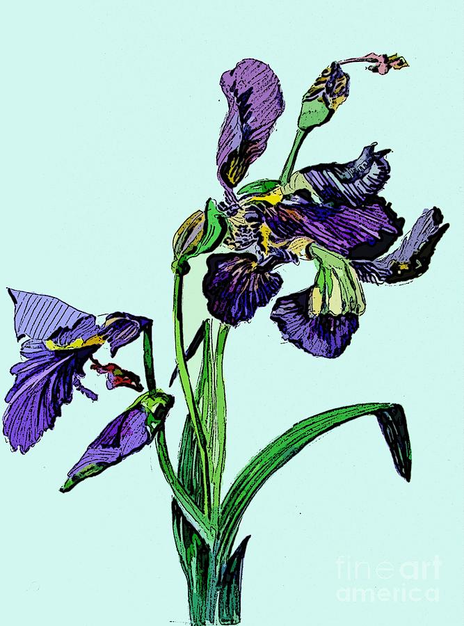 Iris #1 Painting by Mindy Newman