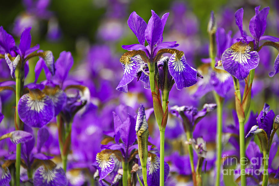 Irises 2 Photograph by Elena Elisseeva