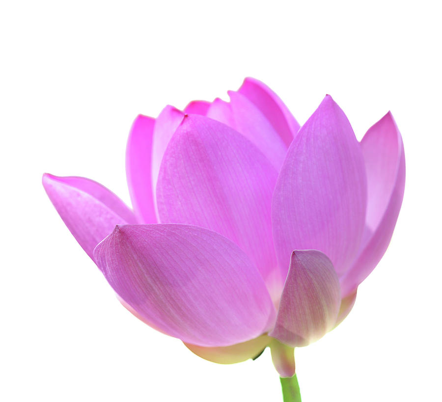 Isolated Sacred Lotus Flower #2 Photograph by Narcisa