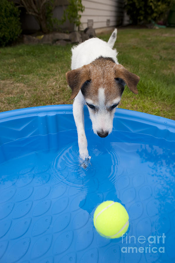 Jack Russell Terrier Pool Ball #2 Photograph by Jim Corwin