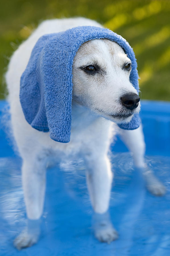 Jack Russell Terrier standing in pool  #2 Photograph by Jim Corwin