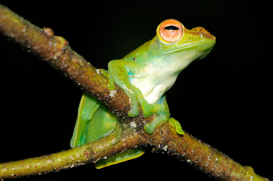 Jade Tree Frog Malaysia Photograph By Fletcher Baylis