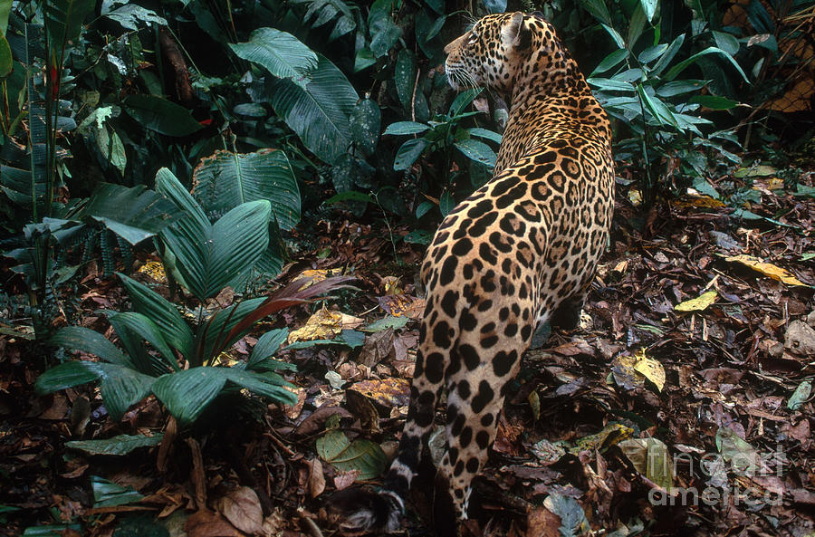 Jaguar #2 Photograph by Art Wolfe