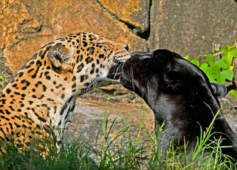 Jaguars #2 Photograph by Millard H. Sharp