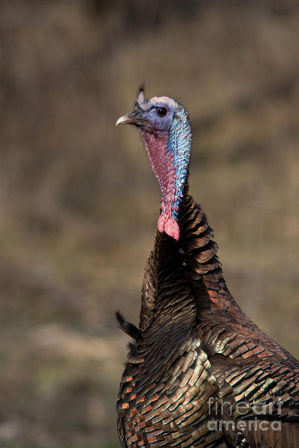 Jake Eastern Wild Turkey #2 Photograph by Linda Freshwaters Arndt