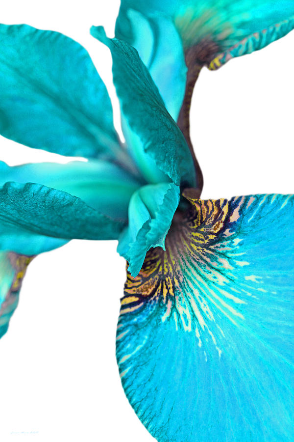 Japanese Iris Turquoise White Two Photograph by Jennie Marie Schell