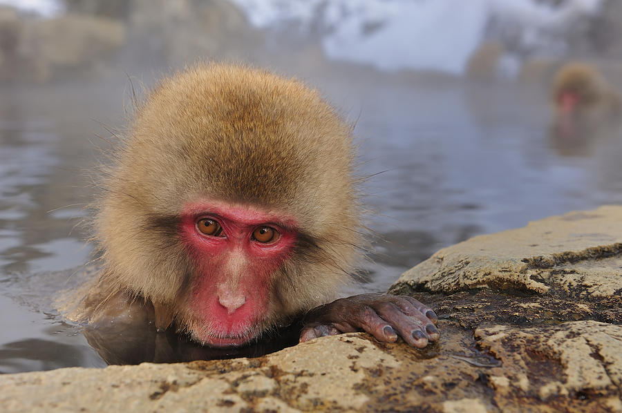 Japanese Macaque In Hot Spring #2 Photograph by Thomas Marent