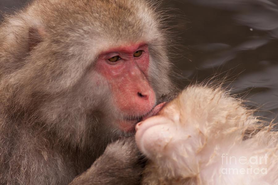 2 Japanese Macaque in Jigokudani Monkey Park Photograph by Natural Focal Point Photography
