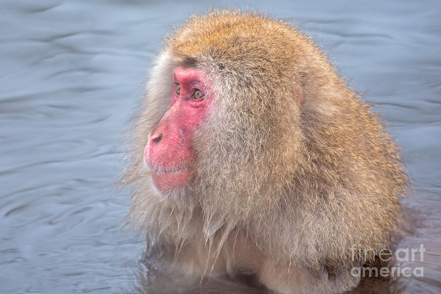 Japanese Macaque in Yamanouchi #1 Photograph by Natural Focal Point Photography