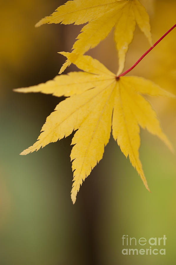 Japanese Maple Leaves with dew drops and Autumn colors #2 Photograph by Jim Corwin