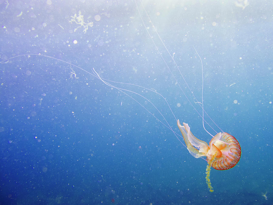 Jellyfish #2 Photograph by Alex Bramwell