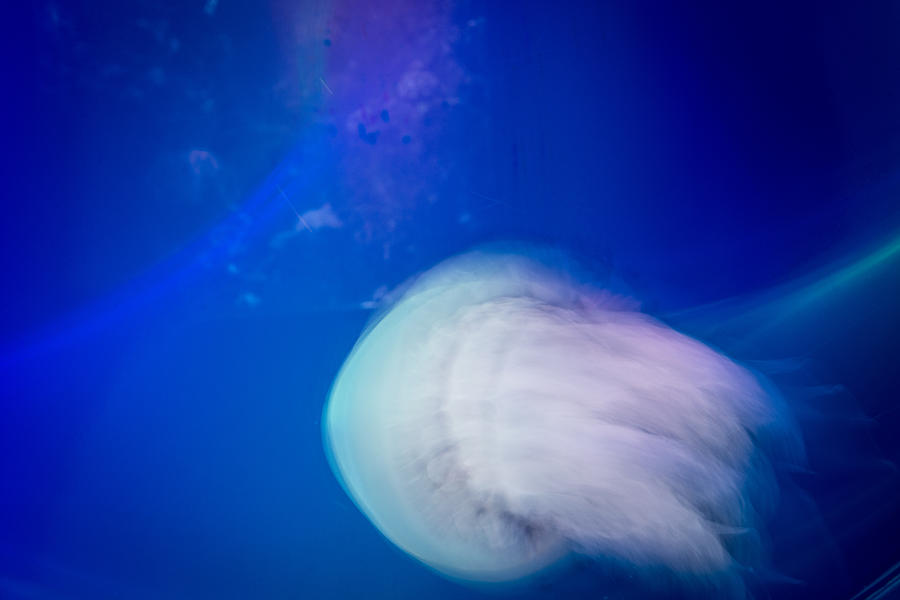 Abstract Photograph - Jellyfish #2 by Dobromir Dobrinov