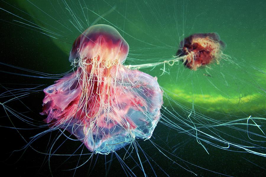 Nature Photograph - Jellyfish Feeding #2 by Alexander Semenov