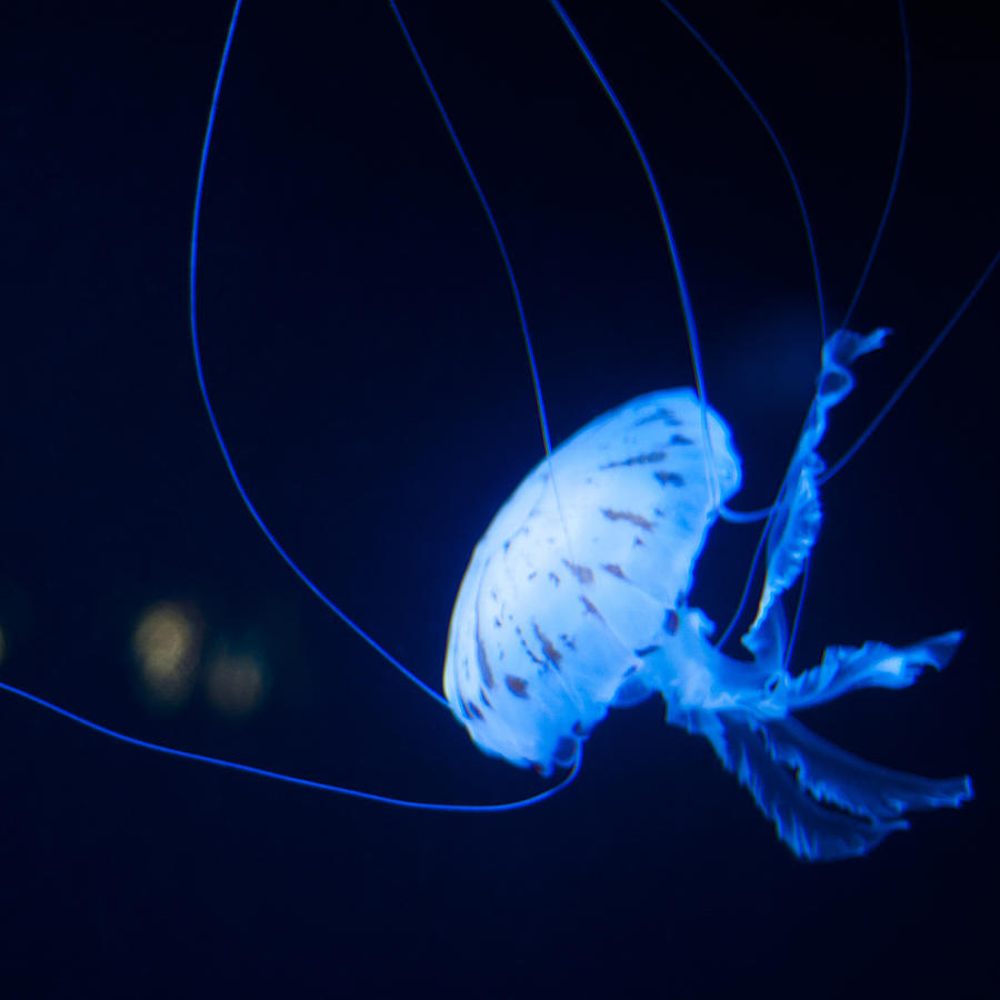 Jellyfish Square #2 Photograph by U Schade