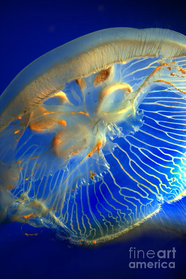  Moon Jelly, Aurelia aurit, Jellyfish Photograph by Wernher Krutein