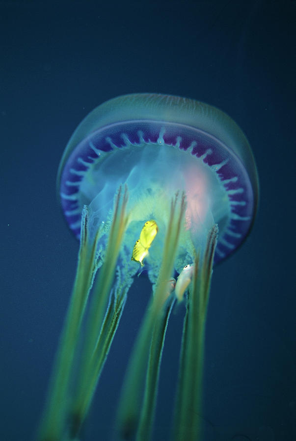 Jellyfish With Fish Photograph by Lionel, Tim & Alistair/science Photo ...