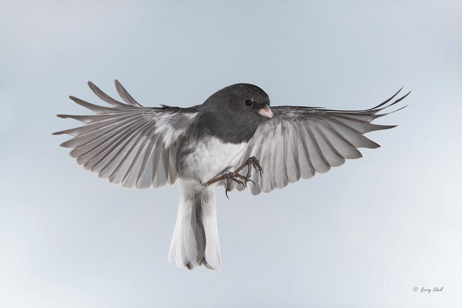 Jimmy Junco #4 Photograph by Gerry Sibell
