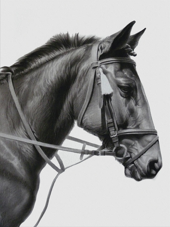 Horse Drawing - Jonesy #2 by Wayne Evans