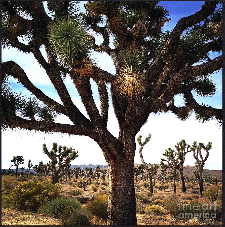 Joshua Tree Photograph by Michelle Mark - Fine Art America