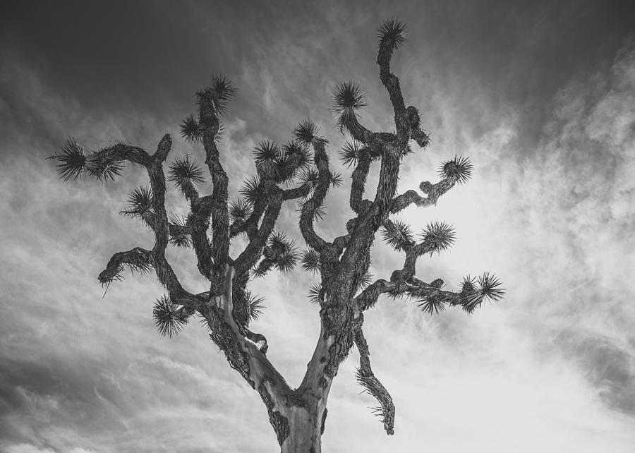 Joshua Tree National Park #3 Photograph by Lee Harland