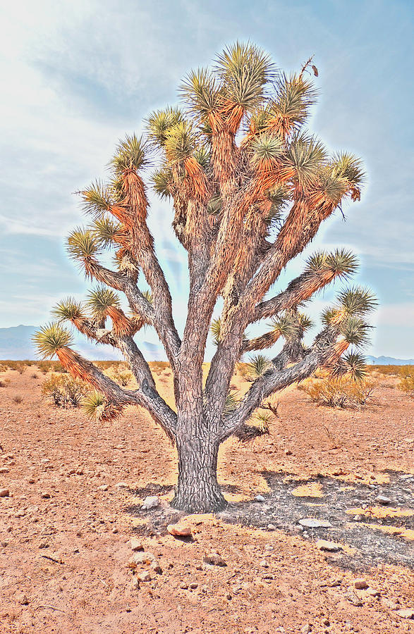 Joshua Tree-Nineteenth of July #3 Photograph by Andrew Chambers