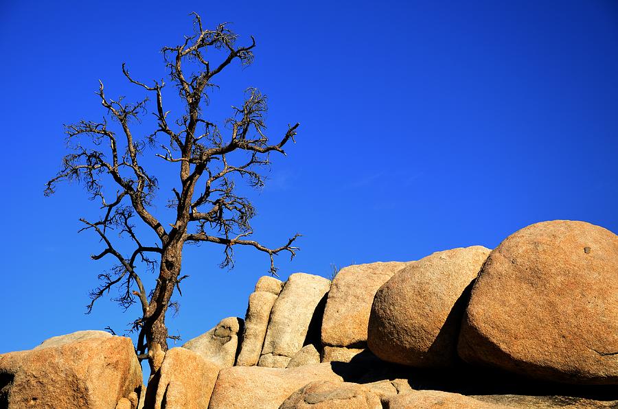 Joshua Tree Rocks #2 Photograph by Walt Sterneman