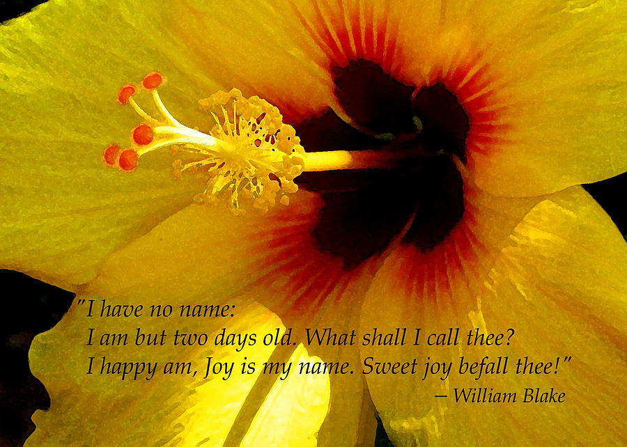 Yellow Hibiscus Photograph - Joy Is My Name by James Temple Yellow Hibiscus Photograph - Joy Is My Name by James Temple