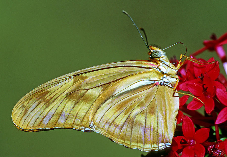 Julia Butterfly #6 Photograph by Millard H Sharp