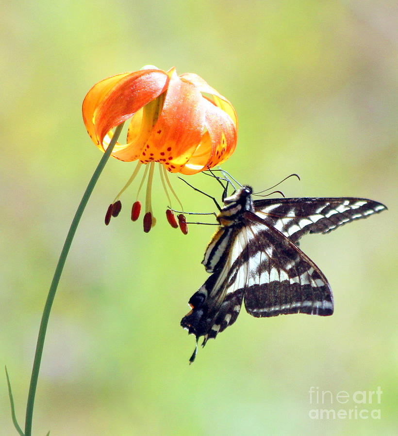 Butterfly Photograph - July #2 by Irina Hays