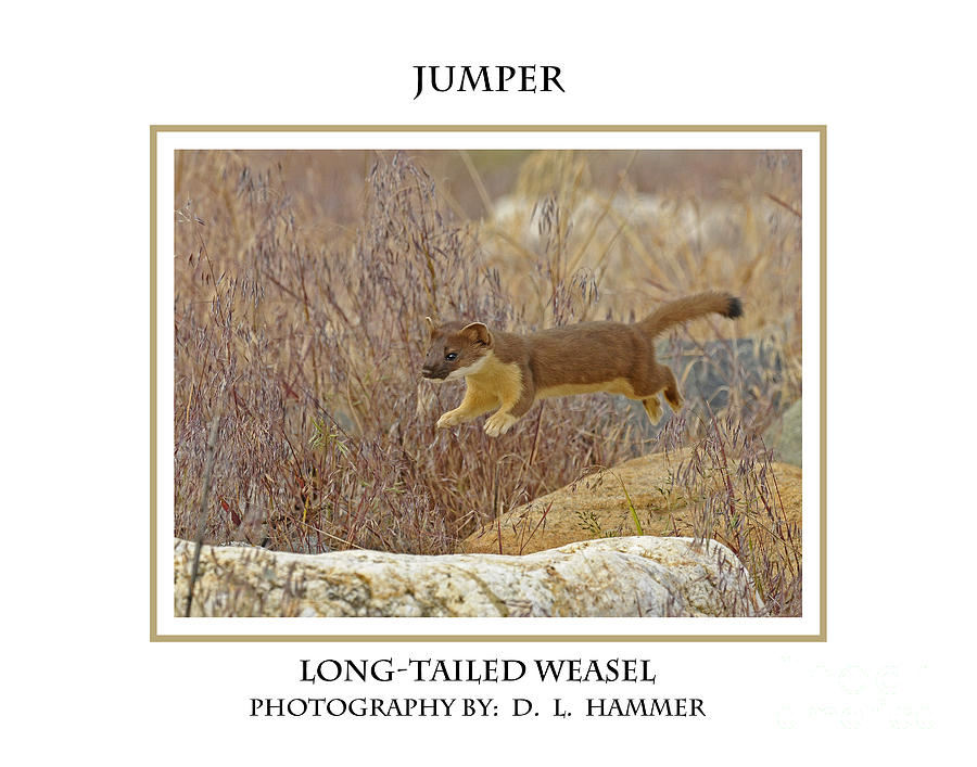 Jumper #2 Photograph by Dennis Hammer