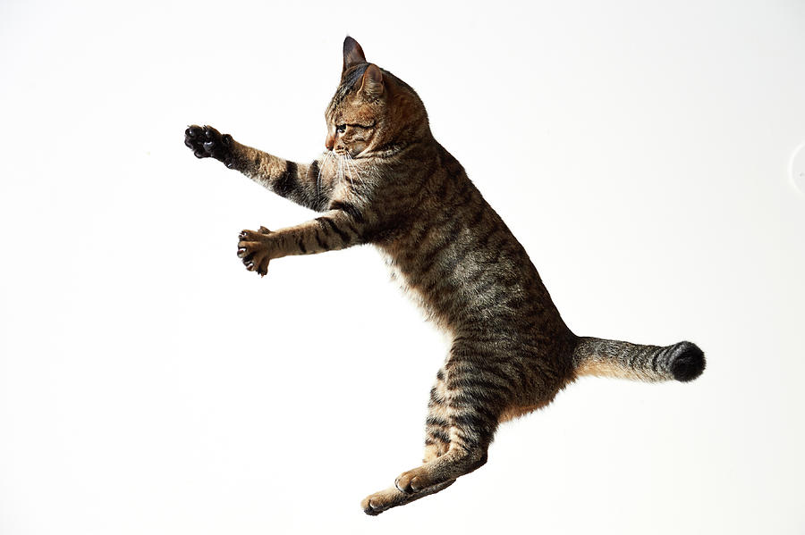 Jumping Cat #2 Photograph by Akimasa Harada