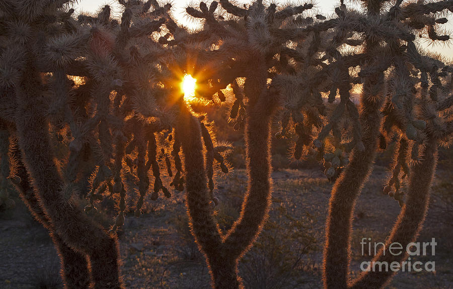 Jumping Cholla #2 Photograph by Jim West