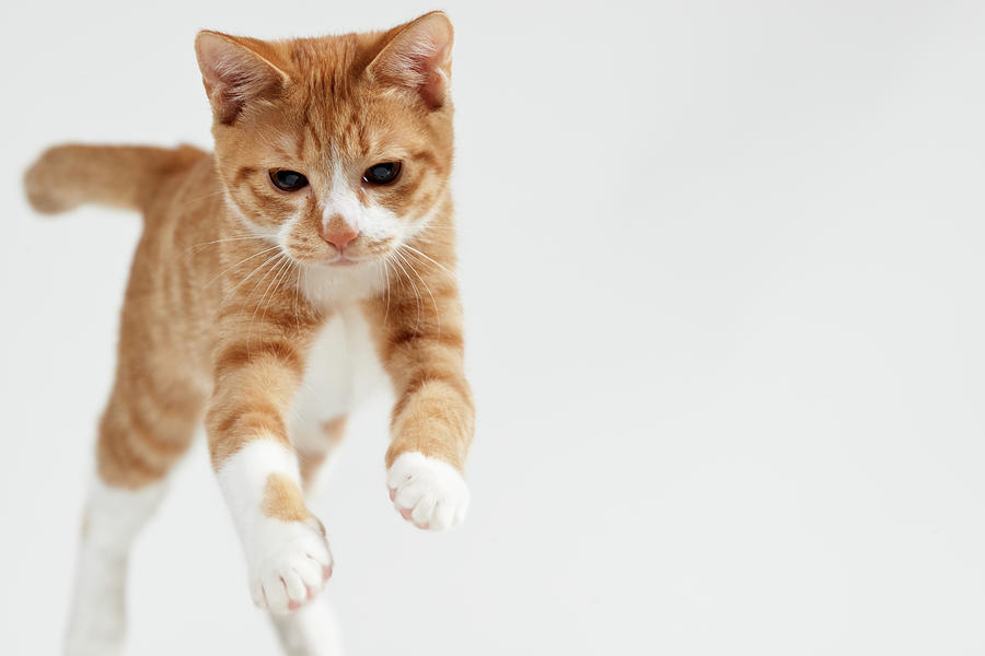Jumping Kitten #2 Photograph by Akimasa Harada