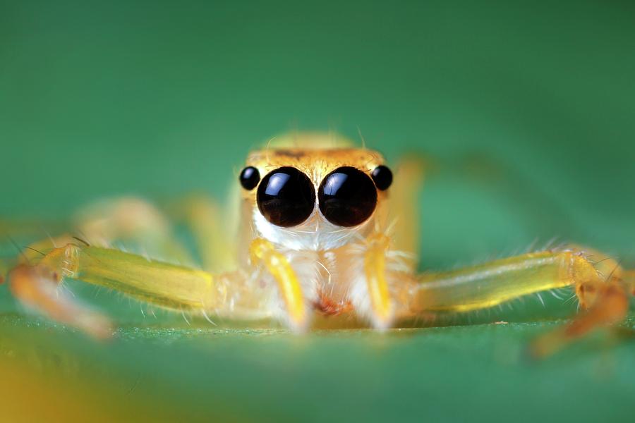 Jumping Spider #2 Photograph by Alex Hyde