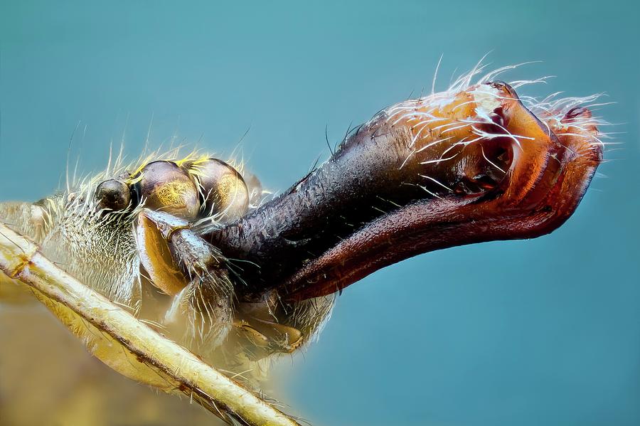 Animal Photograph - Jumping Spider Head #2 by Nicolas Reusens