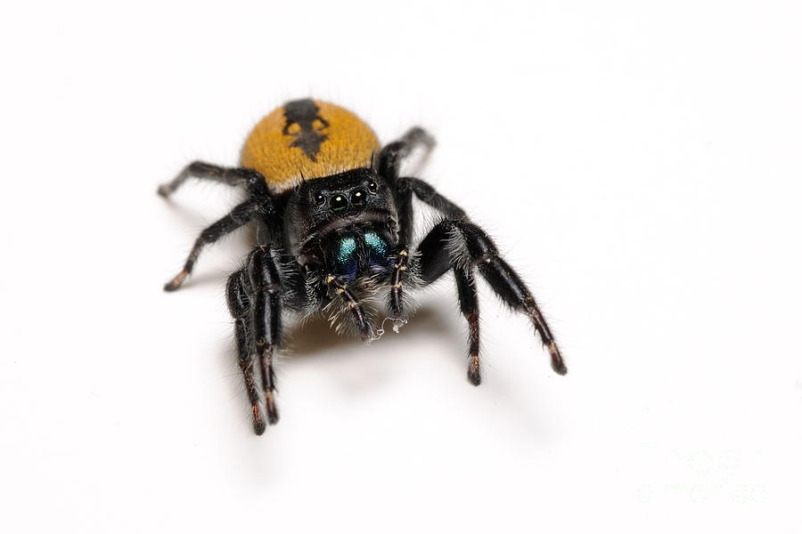 Jumping Spider #2 Photograph by Scott Linstead