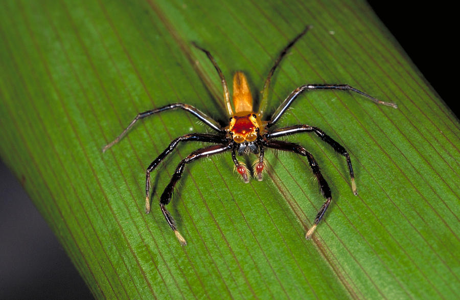 Jumping Spider #2 Photograph by Simon D. Pollard