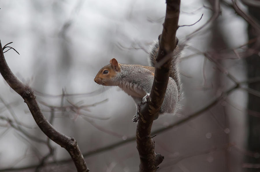Jumping Squirrel #2 Photograph by Alex Grichenko