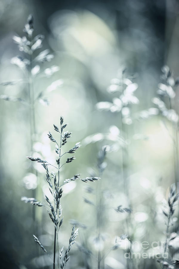 Summer Photograph - June grass flowering 4 by Elena Elisseeva