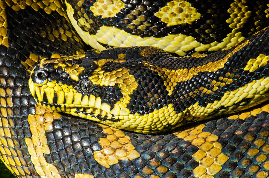 Jungle Carpet Python #2 Photograph by Millard H. Sharp