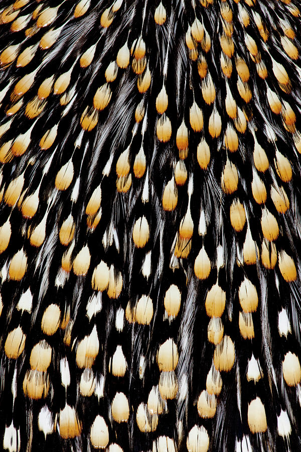 Feather Still Life Photograph - Jungle Cock Feathers #2 by Darrell Gulin