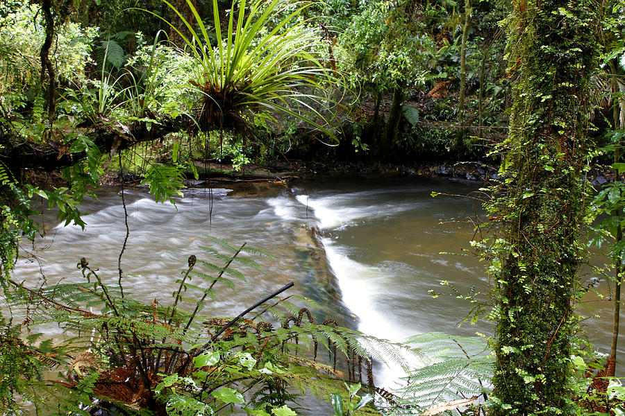 Jungle stream Photograph by Les Cunliffe - Fine Art America