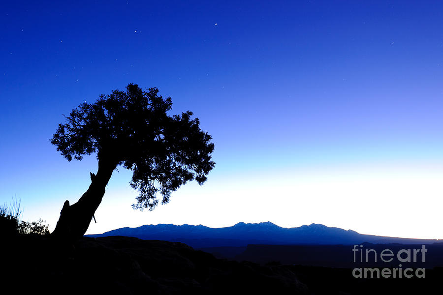 Juniper Tree At Dawn #2 Photograph by John Shaw