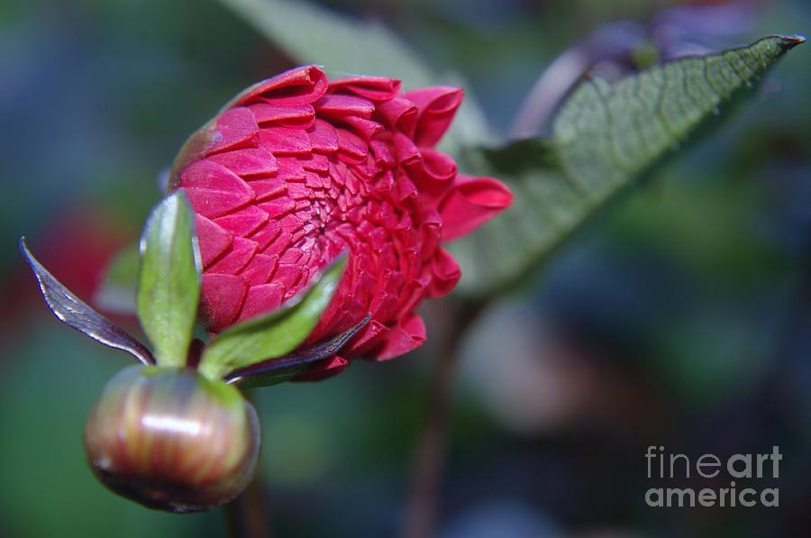 Flower Photograph - Just Before The Bloom  #2 by Jeff Swan