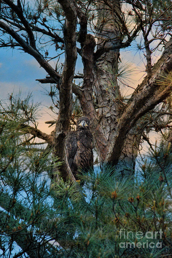 Juvenile Eagle in a Pine Tree #3 Photograph by Jai Johnson