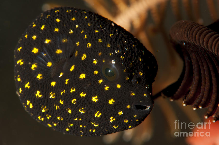 Juvenile Guineafowl Spotted Pufferfish Photograph