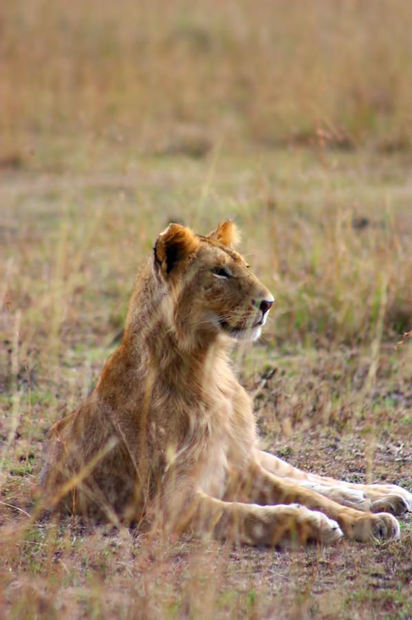 Juvenile Lion Photograph
