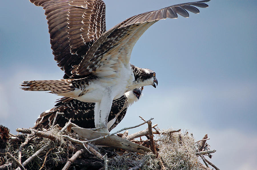 Juvenile Osprey Photograph by Donna Proctor