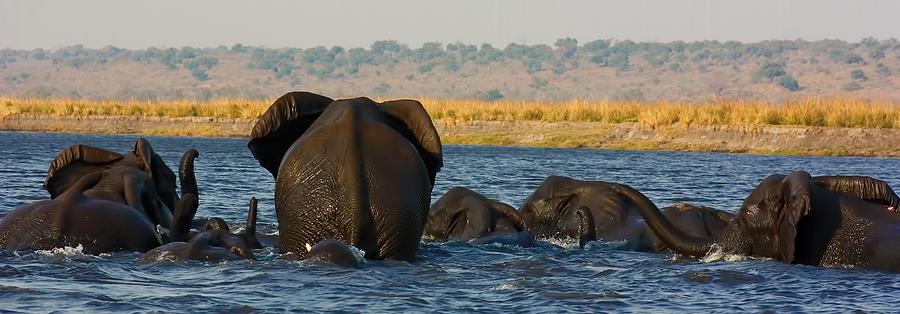 Elephant Photograph - Kalahari Elephants Crossing Chobe River #1 by Amanda Stadther