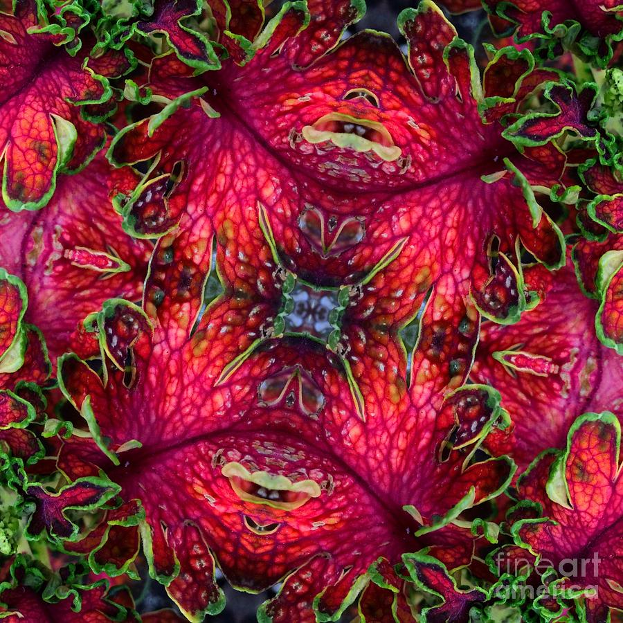 Coleus Photograph - Kaleidoscope made from an image of a coleus plant #2 by Amy Cicconi